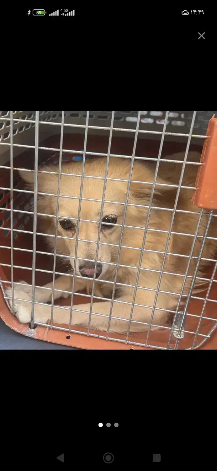 معاوضه با طوطی مرغ سگ آپارتمانی آرام|سگ|کرمان, |دیوار