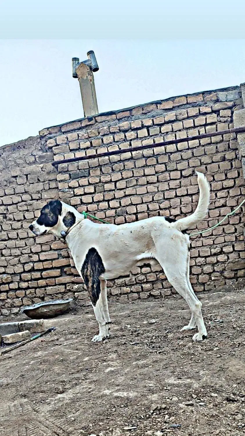 سگ سرابی|سگ|فریمان, |دیوار