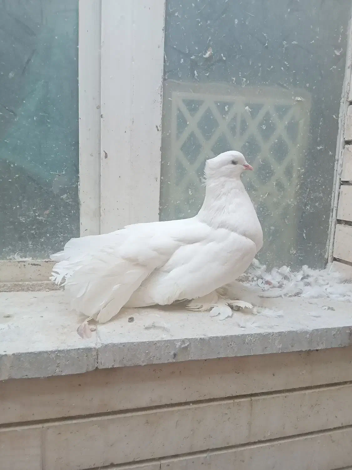 دم چتری ودمگیر|پرنده|اصفهان, ارغوانیه|دیوار