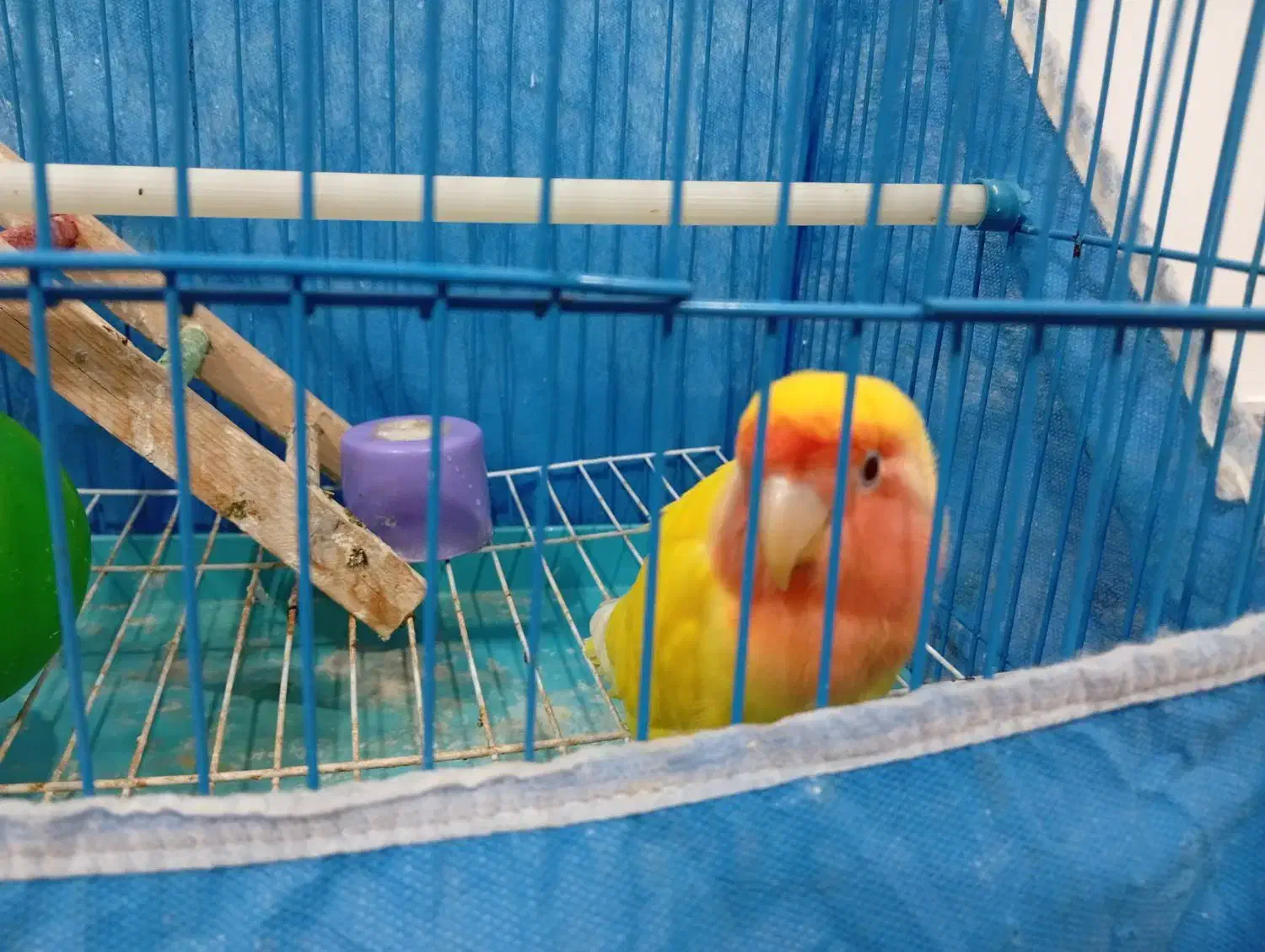 طوطی برزیلی سخنگو|پرنده|رشت, شالکو|دیوار