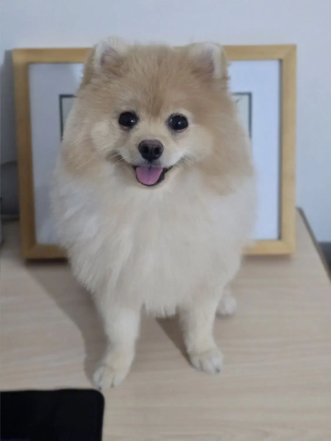 سگ پامر خرسی اصیل باهوش و آموزش پذیری بالا|سگ|کرمان, |دیوار