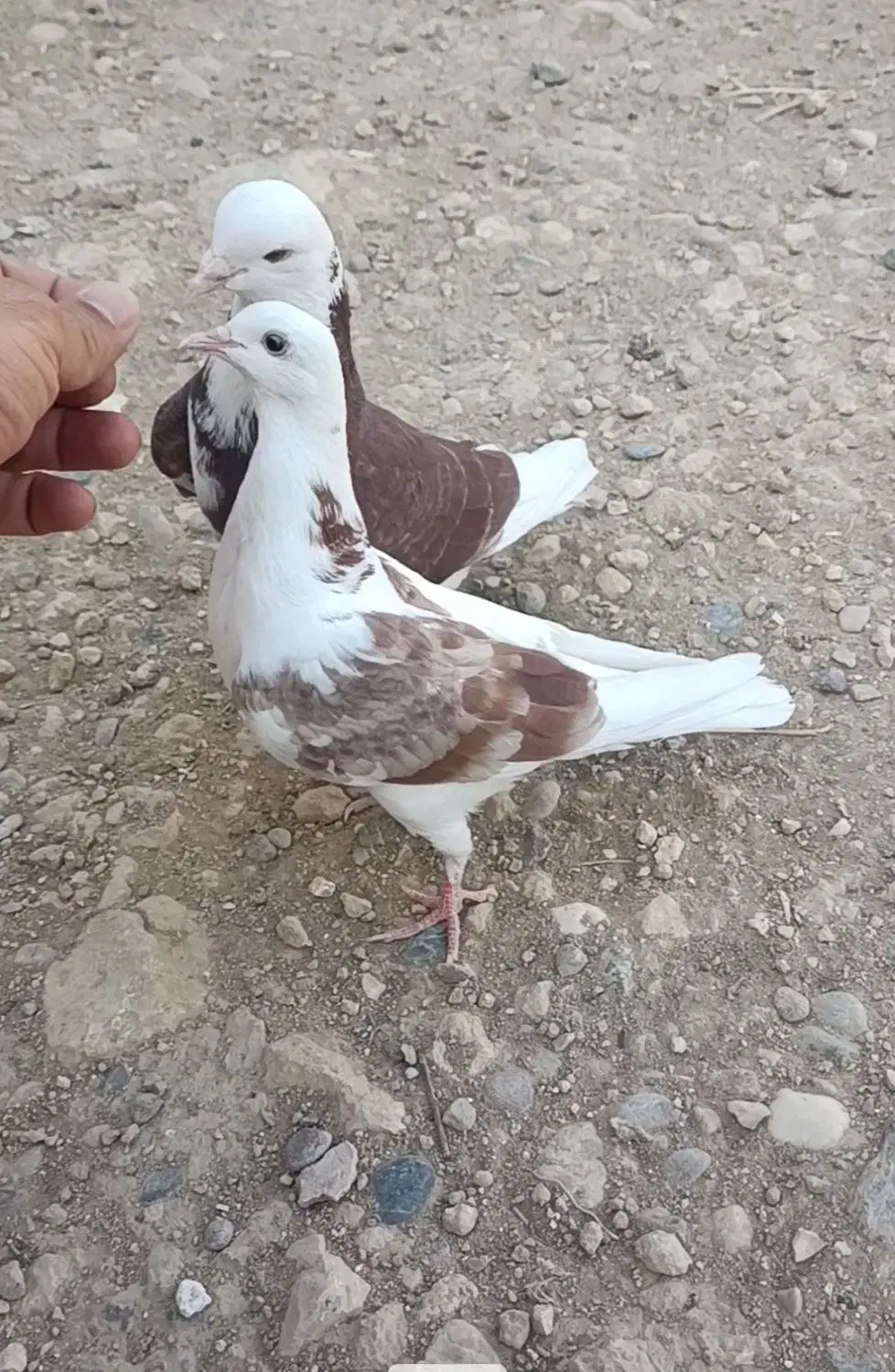 کفتر یا کبوتر باخت دادم و گم شده|حیوانات|بوکان, |دیوار