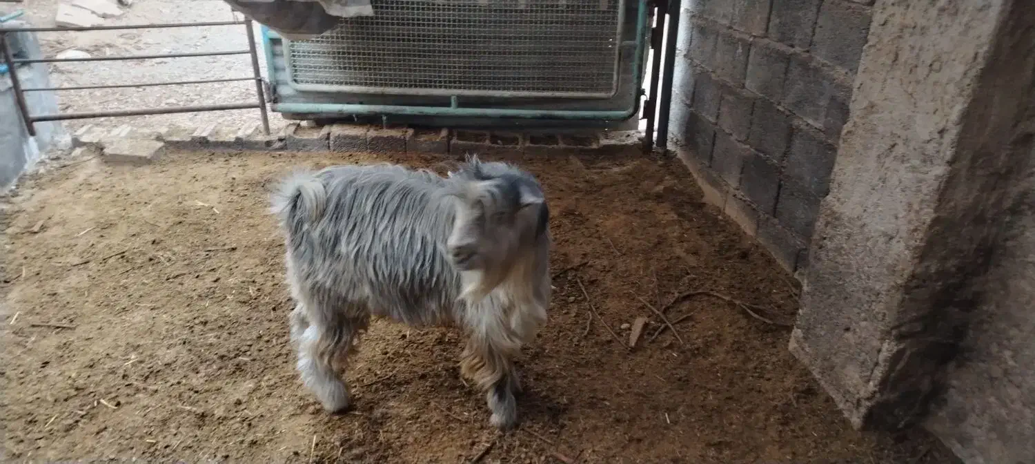 فروش 8عدد بز و بزغاله سالم|حیوانات مزرعه|نجفآباد, فیروزآباد|دیوار