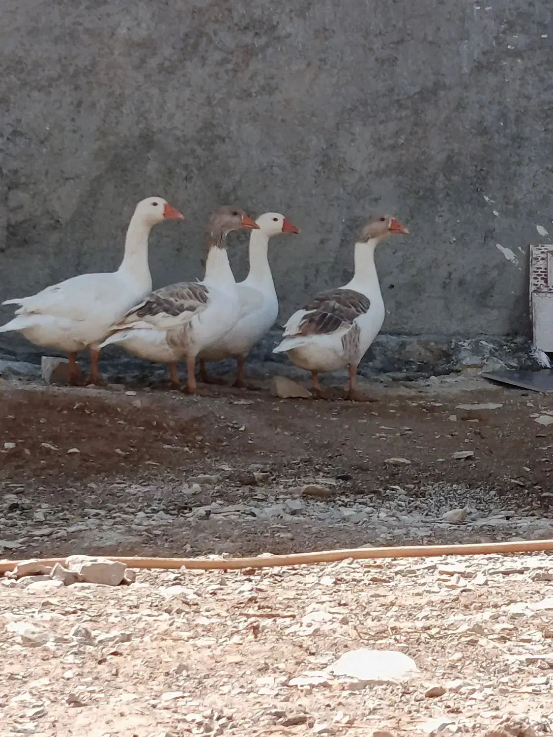 چهار|حیوانات مزرعه|یاسوج, |دیوار