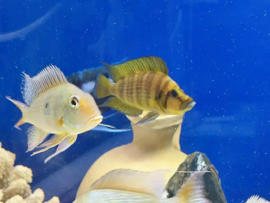 ماهیان تانگانیکا کالووس اسلاتوس|ماهی|قزوین, |دیوار