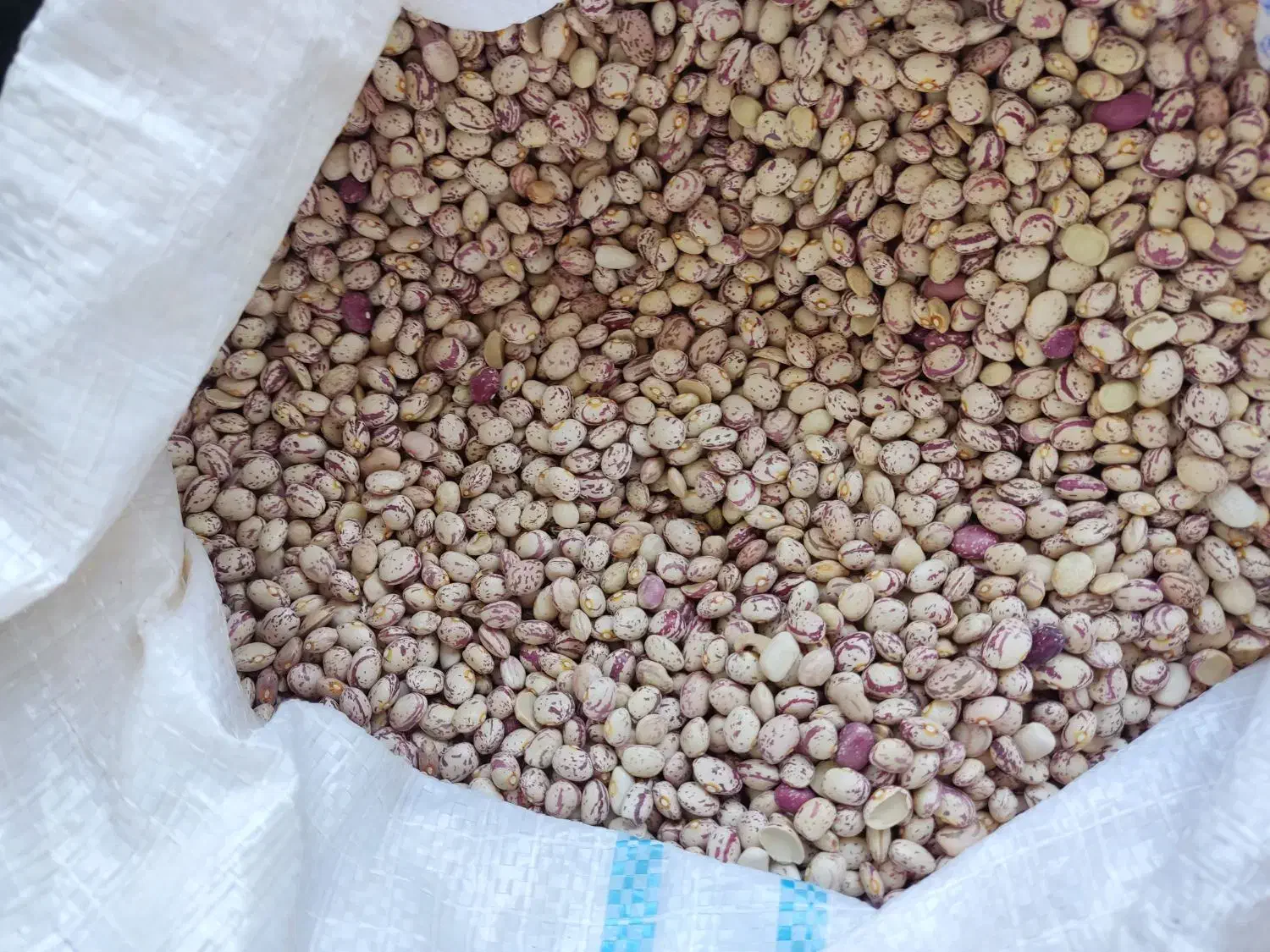 لوبیا چیتی|حراج|کازرون, |دیوار