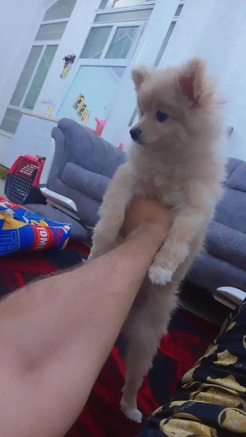 سگ پامر نر ۵ماهه|سگ|ساوه, |دیوار