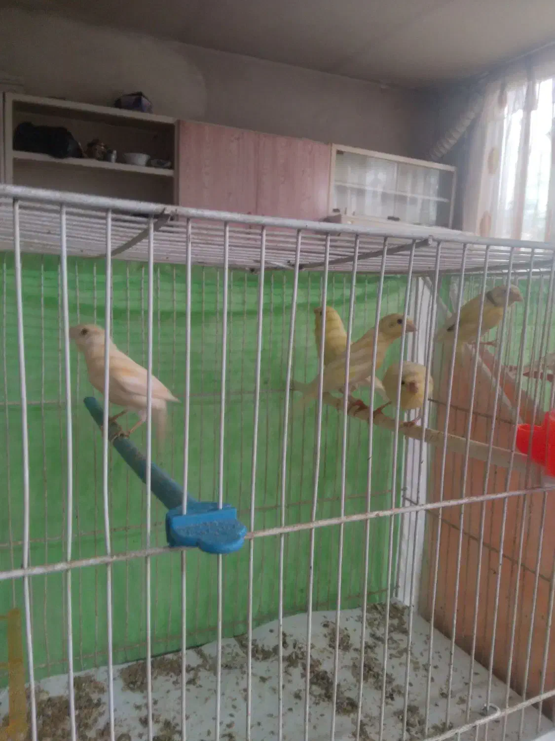 قناری جوجه چهار ماه|پرنده|مشهد, ابوذر|دیوار