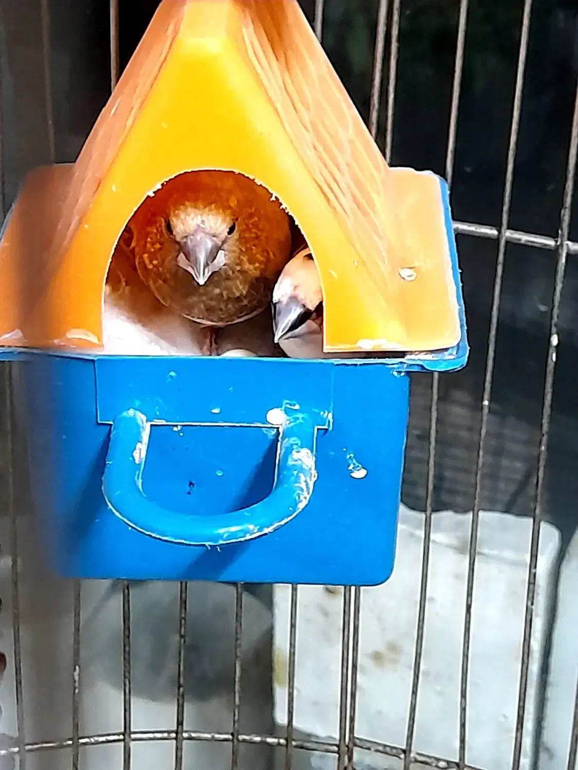 یک جفت بنگال قیمت ارزان|پرنده|تهران, مطهری|دیوار