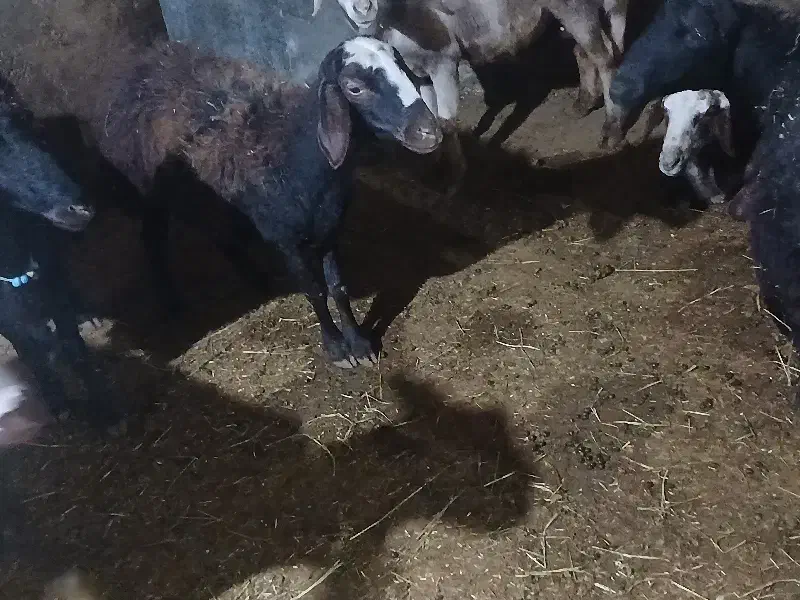 میش بره|حیوانات مزرعه|شیروان (لرستان), |دیوار