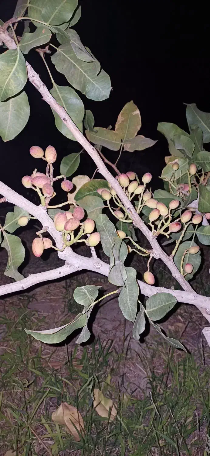 فروش باغ داخل بافت شهریامچی دوربرمسکونی|فروش زمین و ملک کلنگی|یامچی, |دیوار