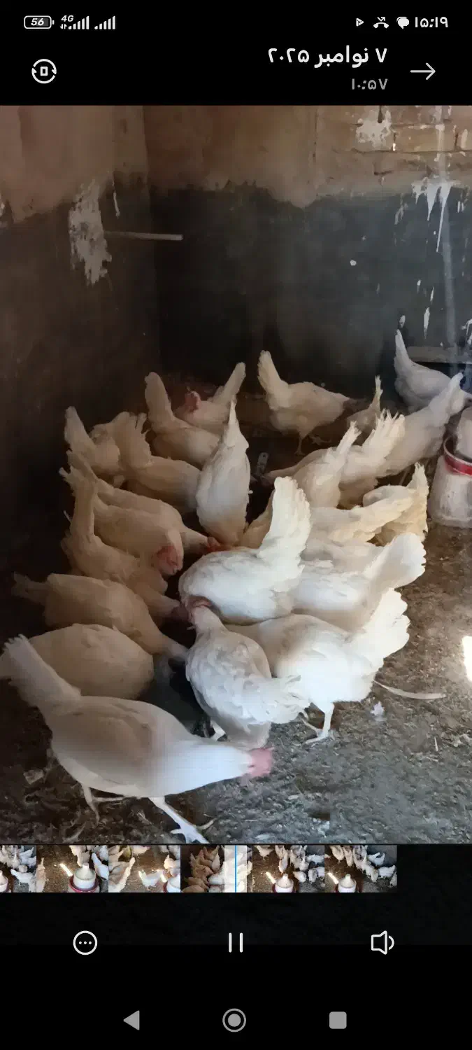 مرغ تخمگذار|حیوانات مزرعه|قم, دورشهر|دیوار