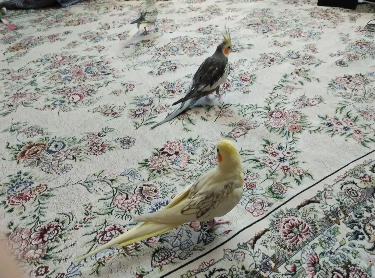 عروس هلندی|پرنده|سقز, |دیوار