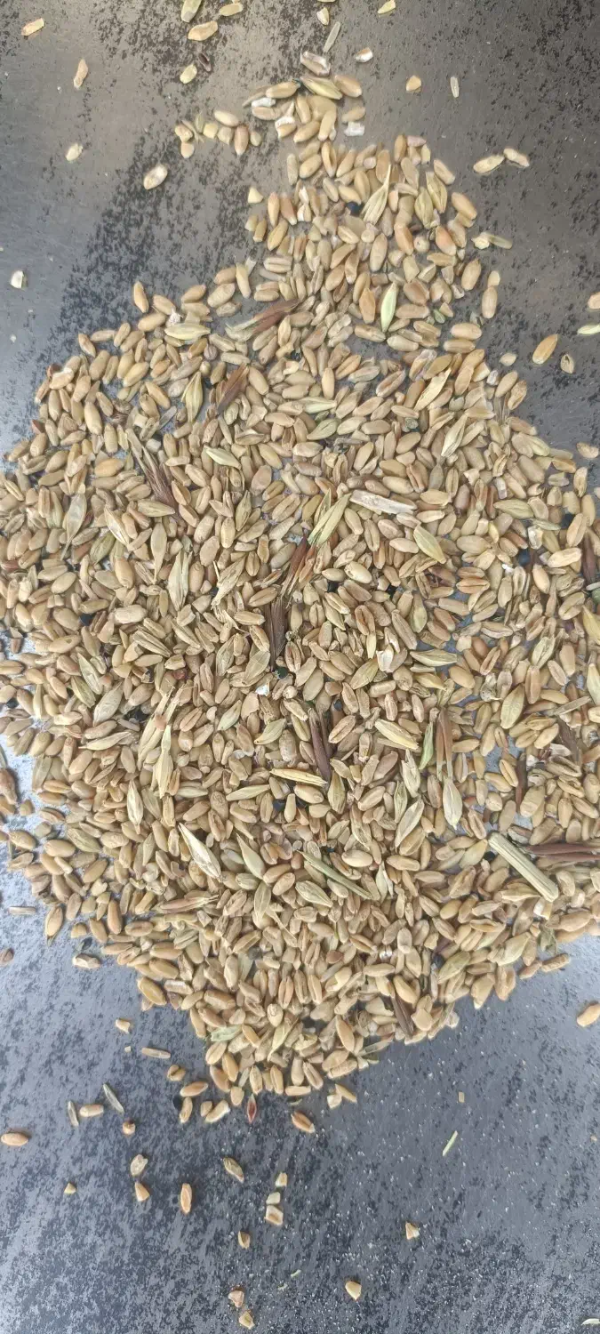 نیم دانه شسته درجه یک|لوازم جانبی حیوانات|گنبد کاووس, |دیوار