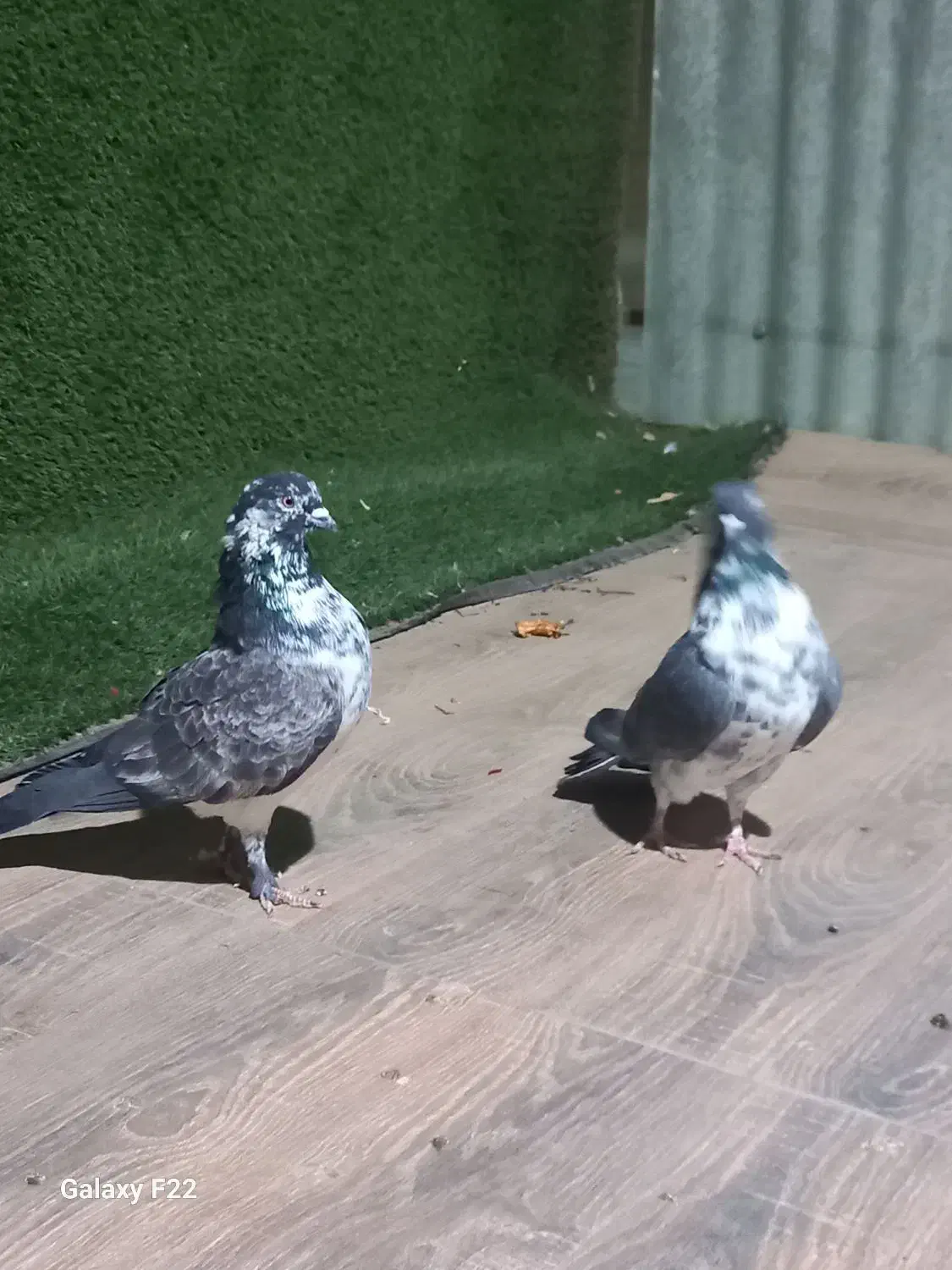 کبوتر قاره نر|پرنده|هشتگرد, شهرک راه آهن|دیوار