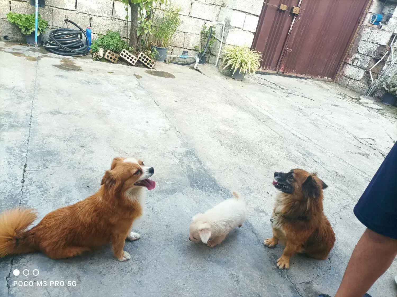 فروش دو تا سگ نر و ماده و با توله|سگ|کیاکلا, |دیوار