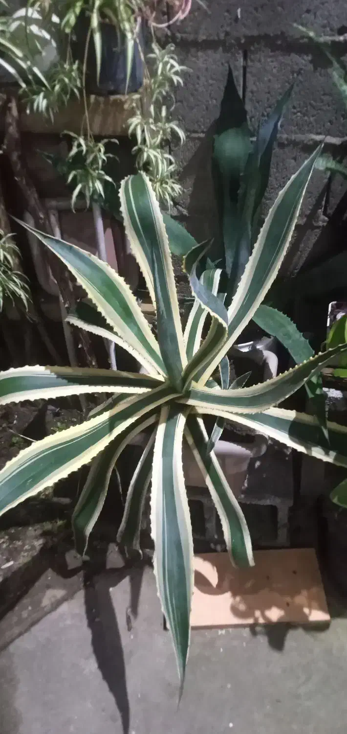 گل بابا ادم و اگاو ابلغ|گل و گیاه طبیعی|خمام, |دیوار