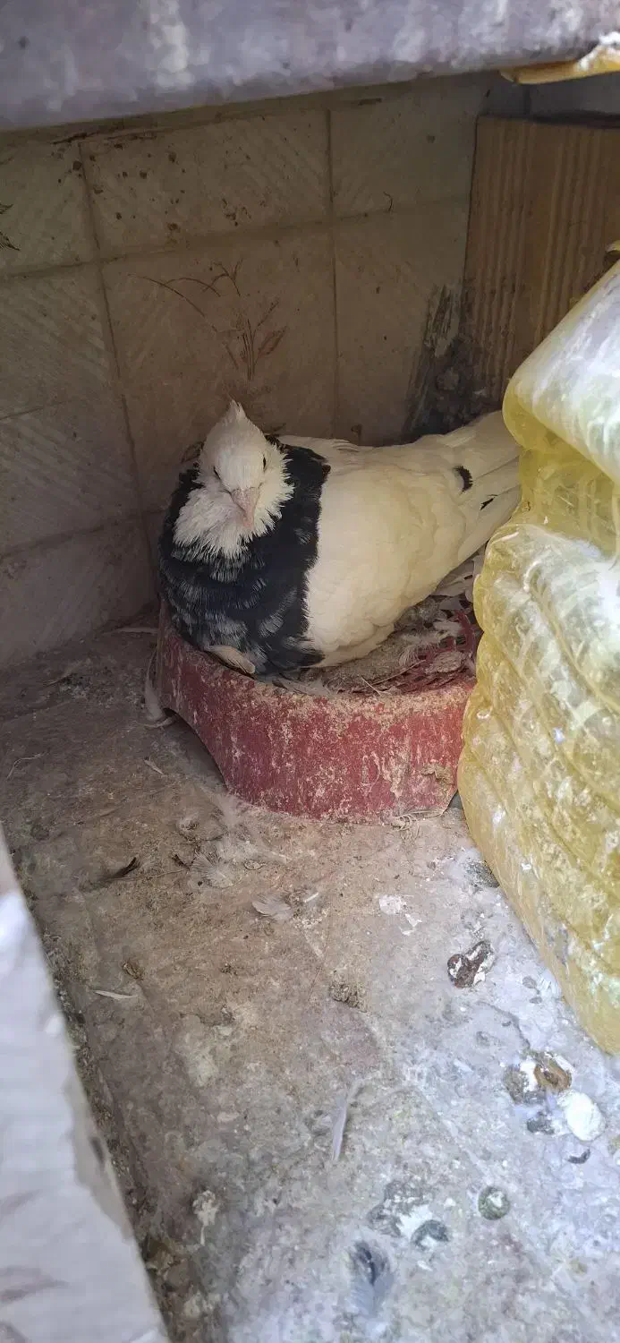 جفت طوقی و سار زاغ کرمانی|پرنده|مشهد, هفده شهریور|دیوار