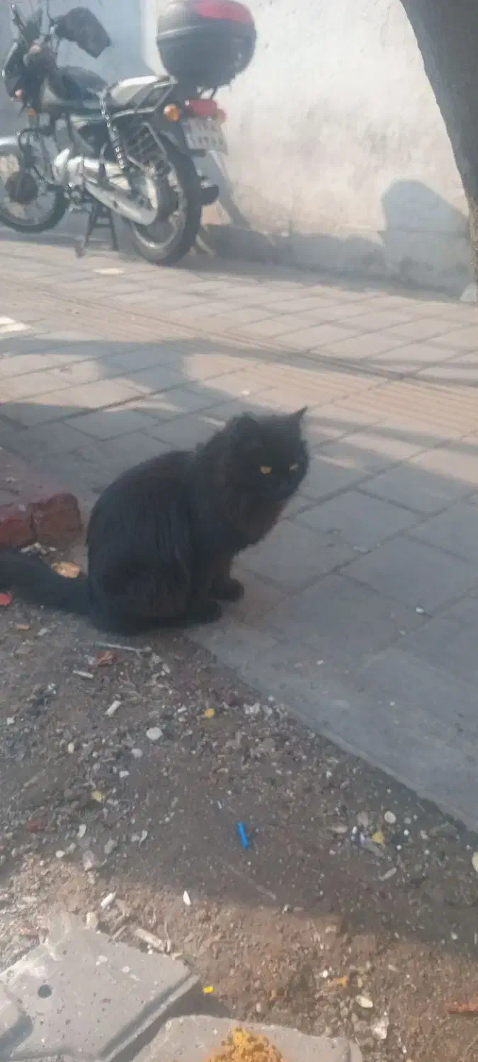 گربه پیدا شده|حیوانات|تهران, جیحون|دیوار