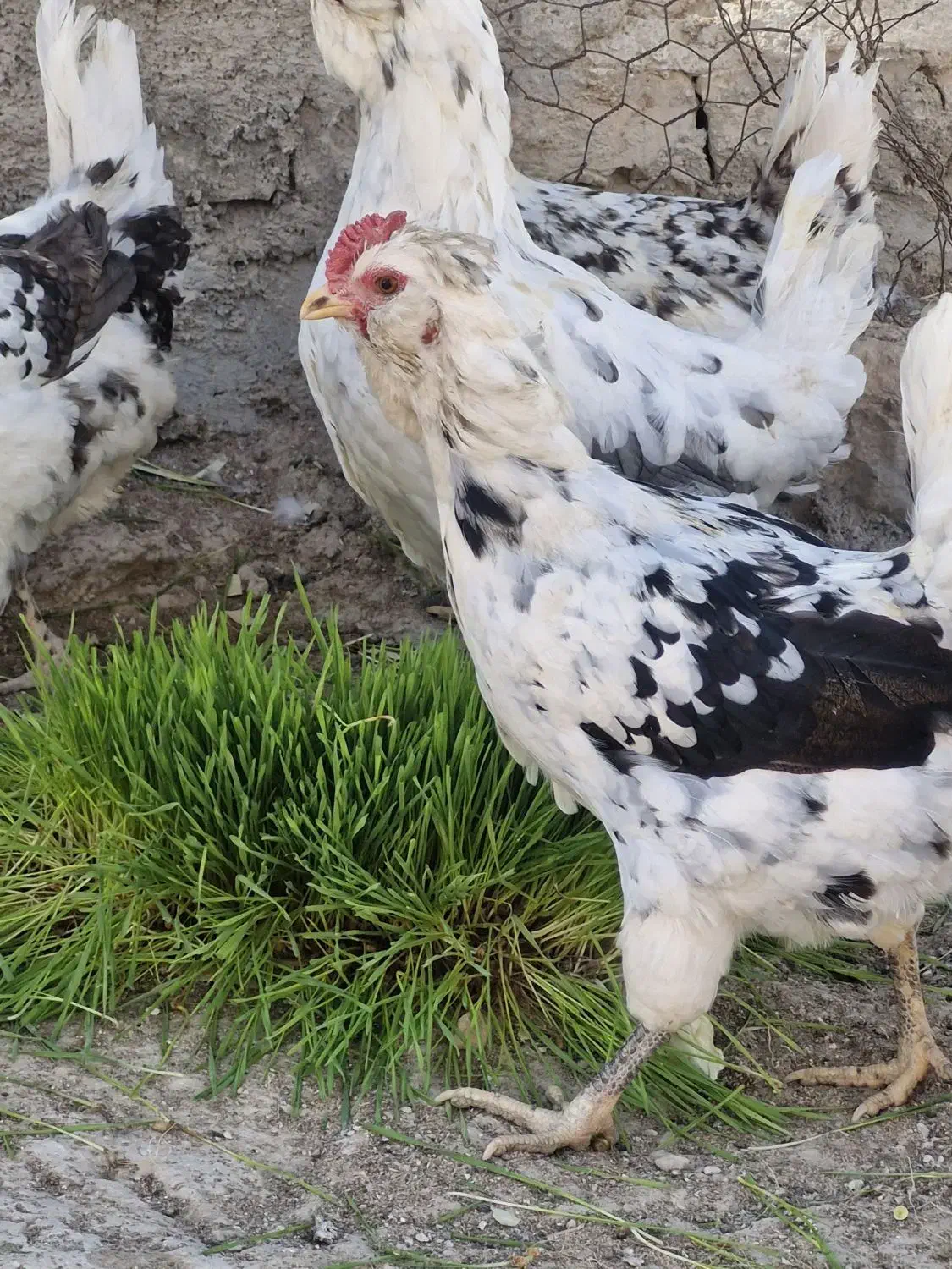 تخم مرغ گلین|حیوانات مزرعه|شیراز, شهرک بهار|دیوار