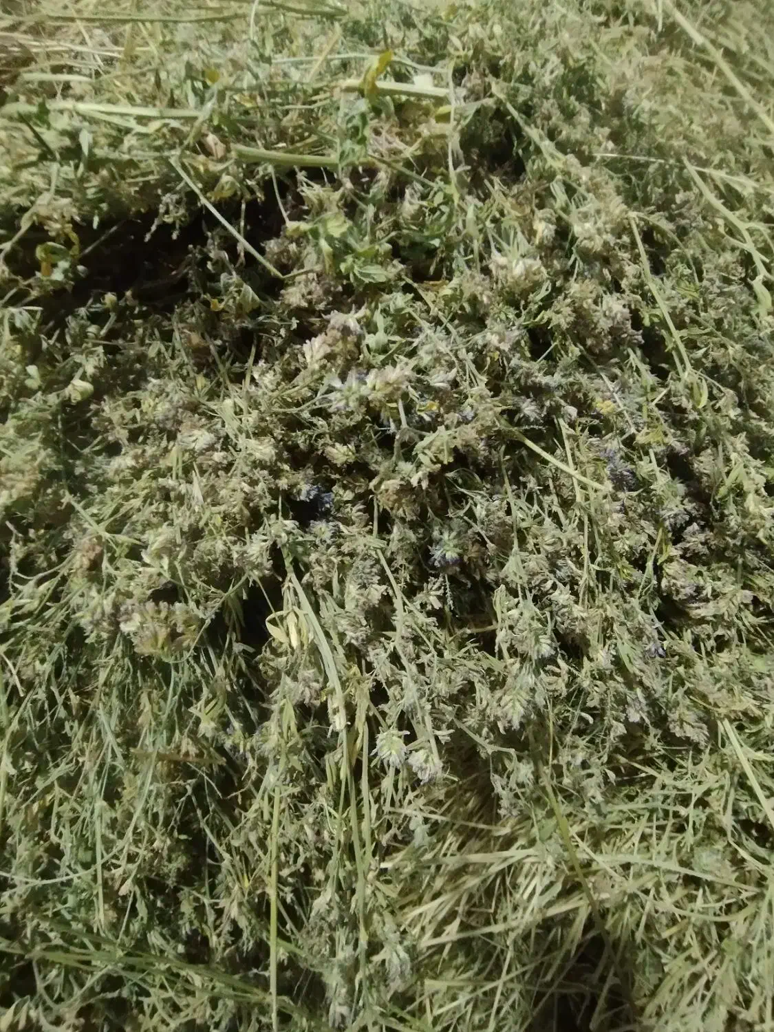 یونجه|لوازم جانبی حیوانات|رشت, لاکان|دیوار