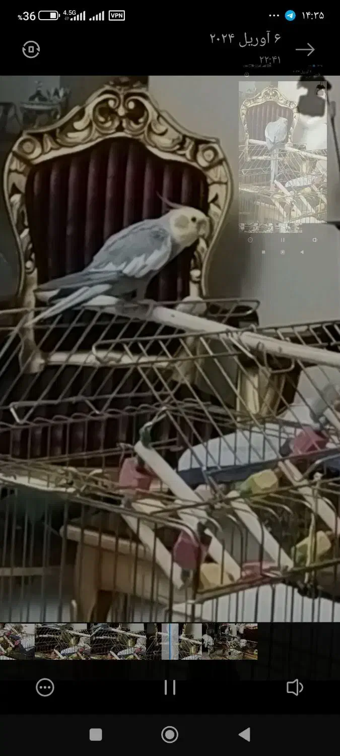 عروس هلندی نر خیلی خوب سرحال آواز خان|پرنده|هشتگرد, شهرک بوستان|دیوار