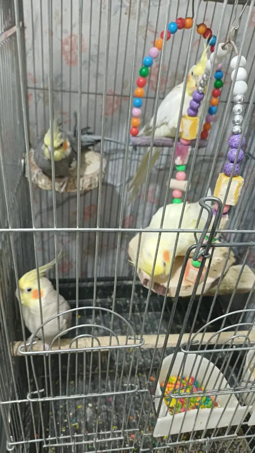 عروس هلندی|پرنده|ری, شهرری|دیوار