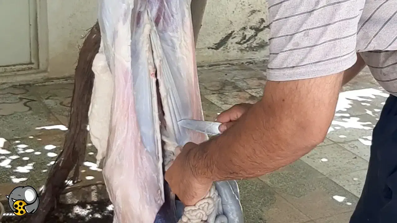 سلاخی گاو و گوسفند|خدمات پیشه و مهارت|سمنان, |دیوار