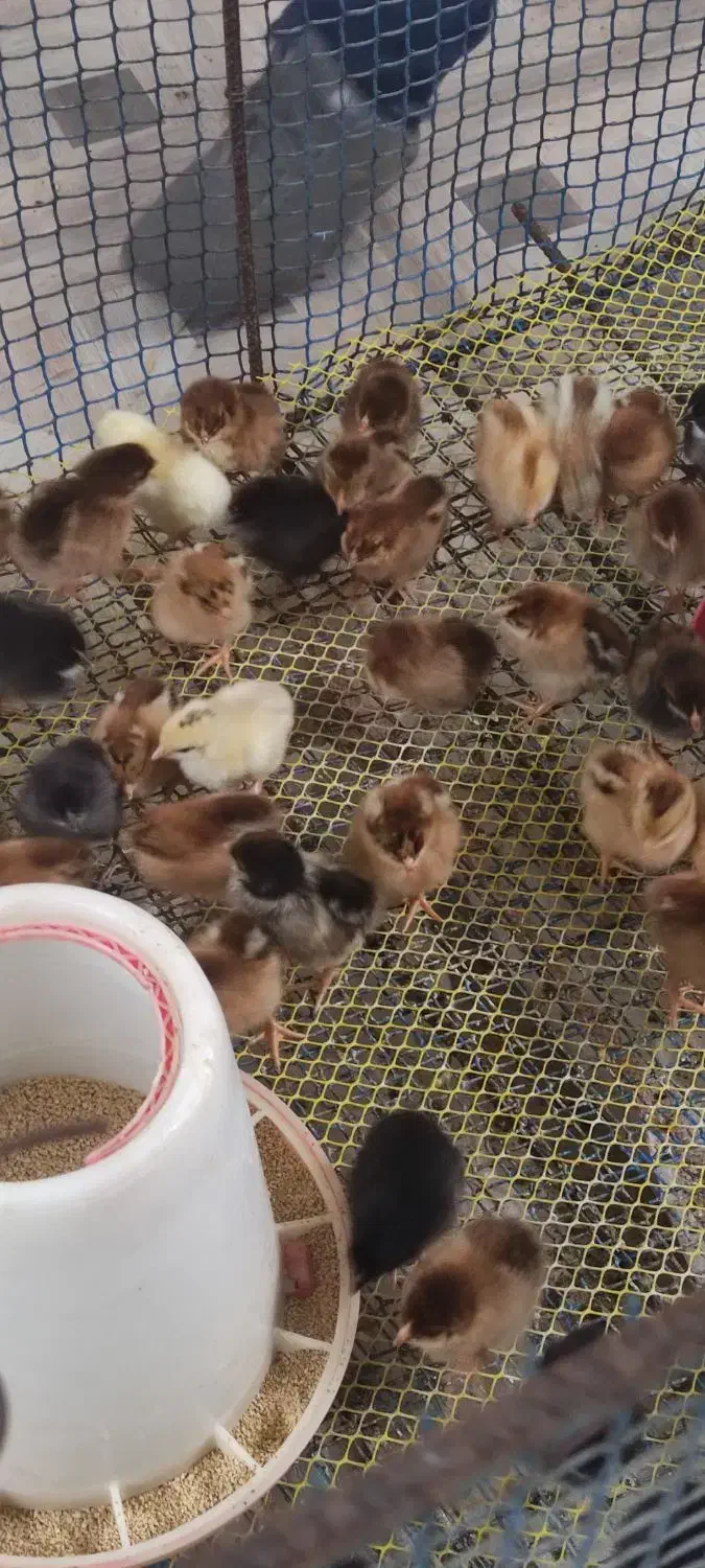 جوجه مرغ|حیوانات مزرعه|زرگرشهر, |دیوار