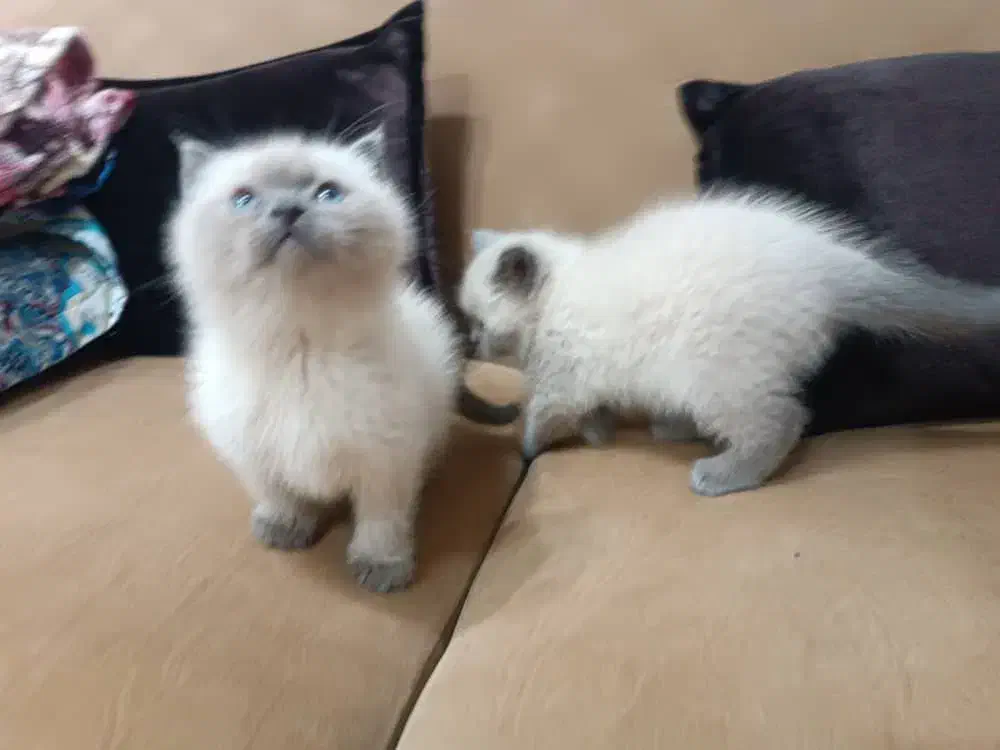 بچه گربه اسکاتیش اصل|گربه|میانه, |دیوار