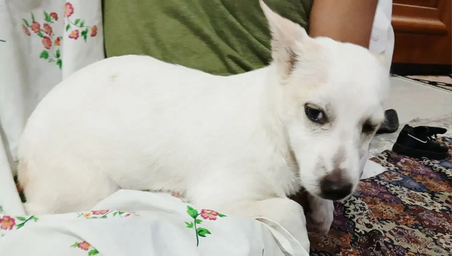 سگ پاکوتاه ۲ماهه آشپیتز|سگ|گرگان, |دیوار