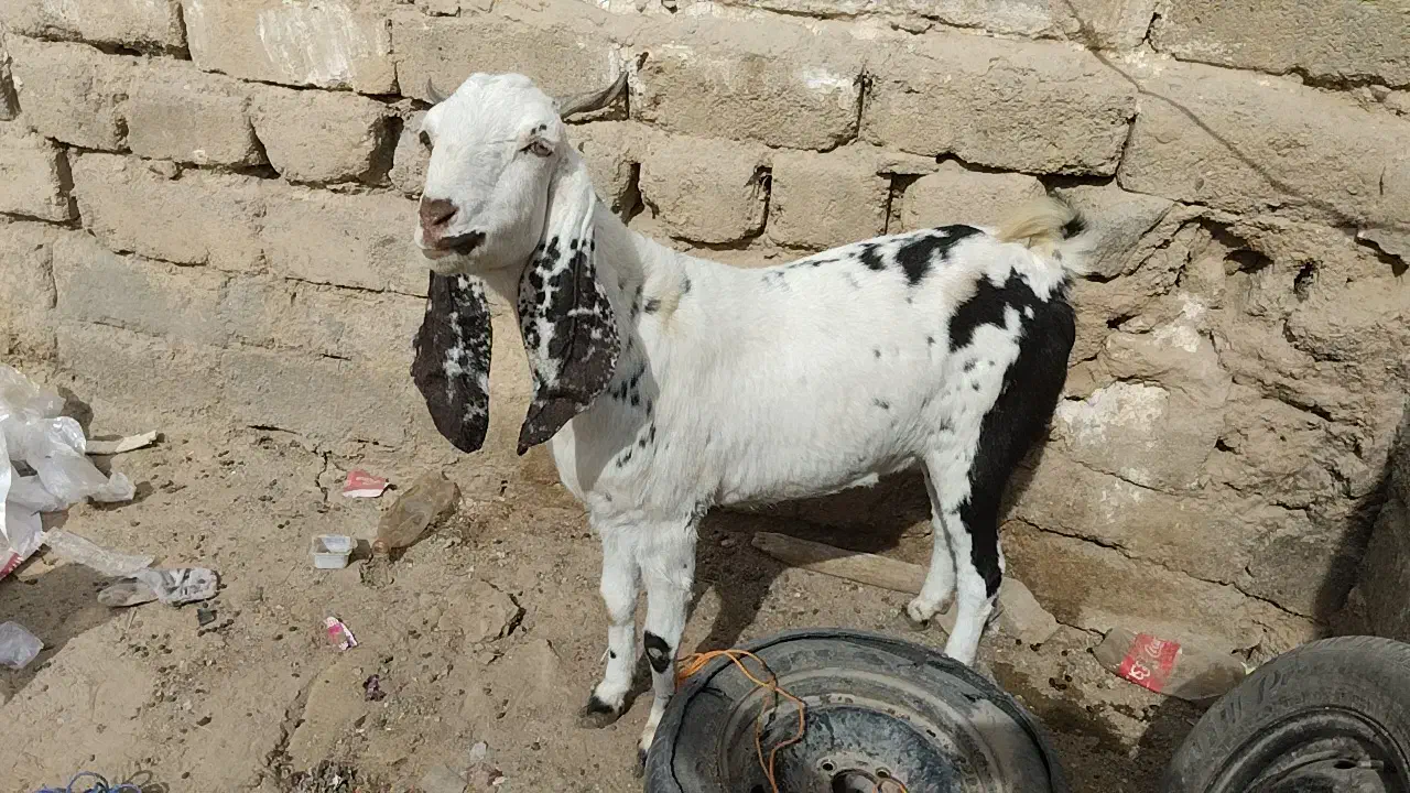 بزاصل پاکستانی|حیوانات مزرعه|زاهدان, |دیوار