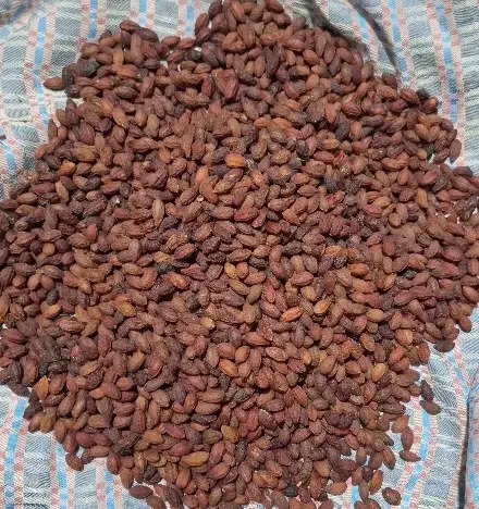 ذغال اخته خشک ودرجه یک طارم|خوردنی و آشامیدنی|قزوین, |دیوار