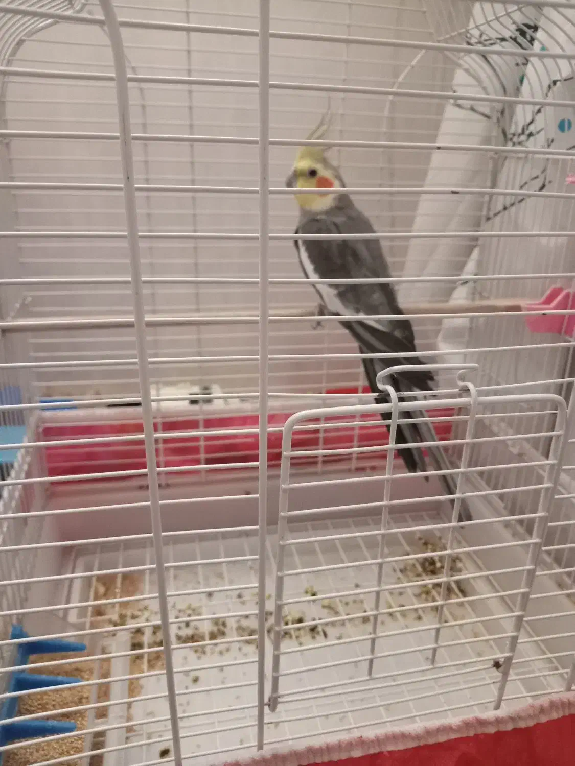 عروس هلندی سخنگو|پرنده|ارومیه, |دیوار