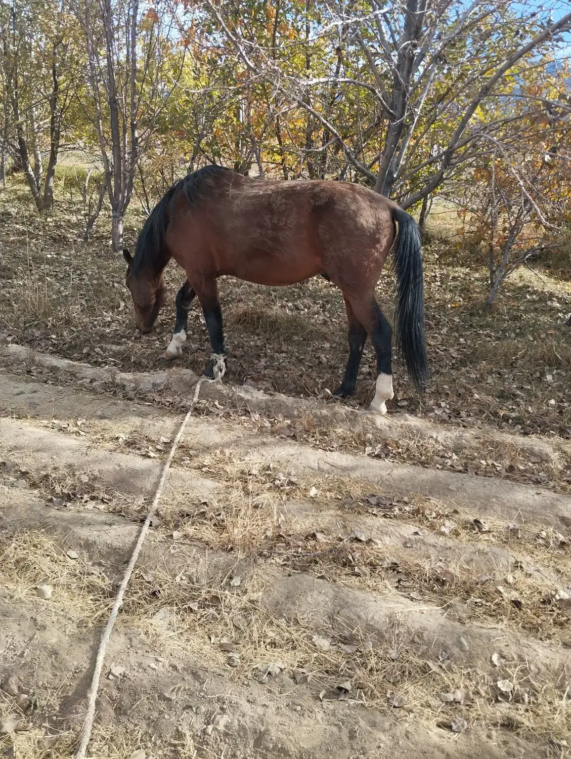 اسب|اسب و تجهیزات اسب‌سواری|بافت, |دیوار