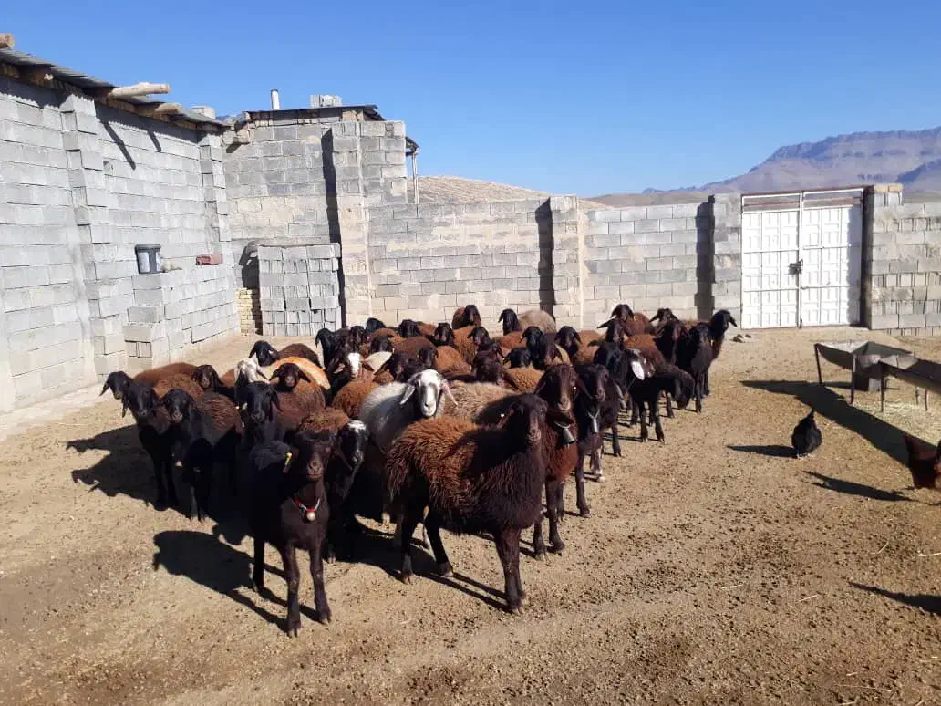 فروش 50 عدد میش غزل نقدی یا معاوضه با سواری|حیوانات مزرعه|شاهینشهر, فردوسی|دیوار