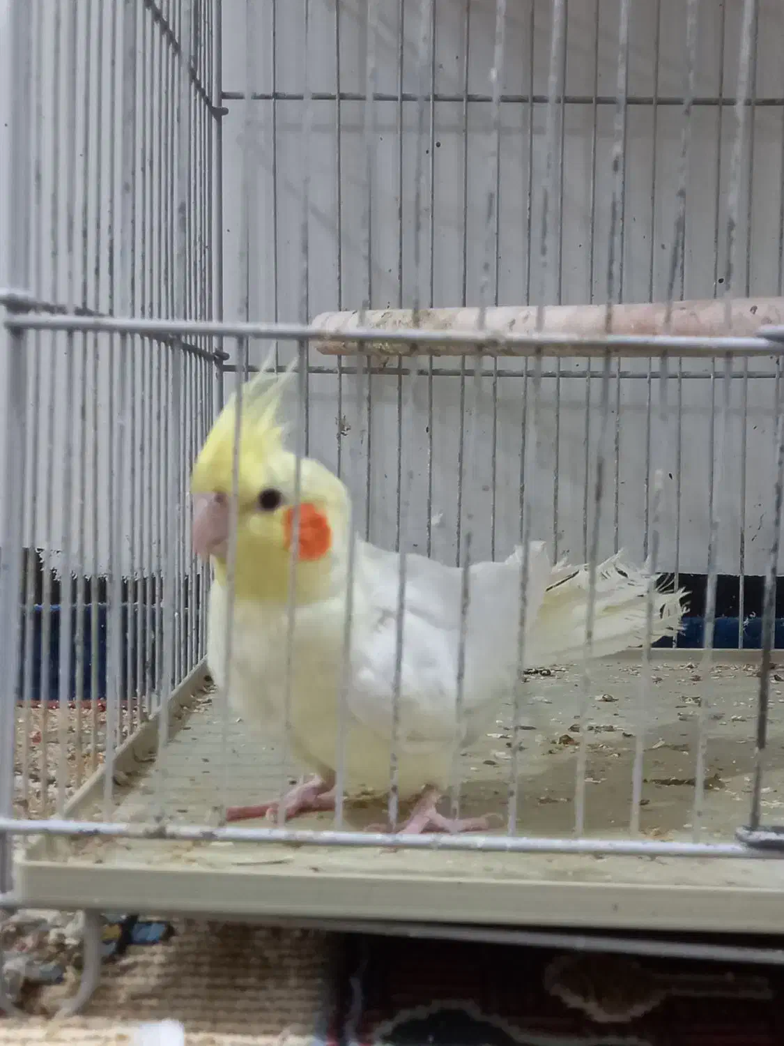 عروس هلندی|پرنده|دوگنبدان, |دیوار