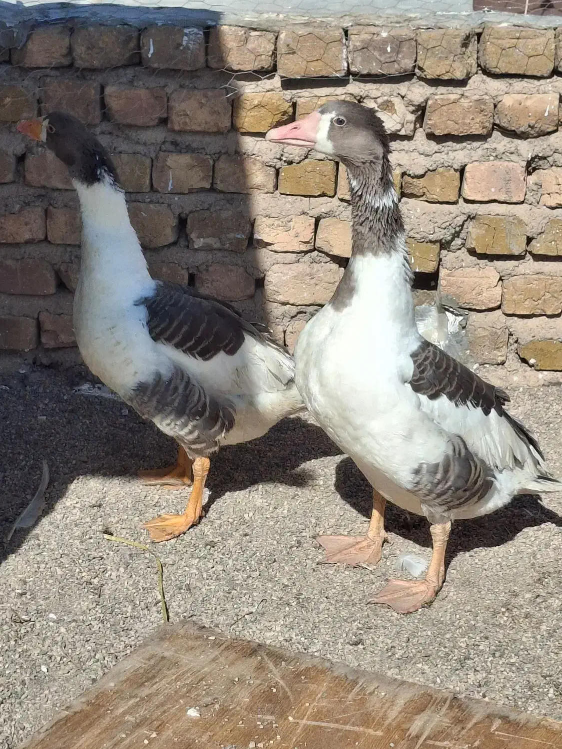 غاز|حیوانات مزرعه|تاکستان, |دیوار