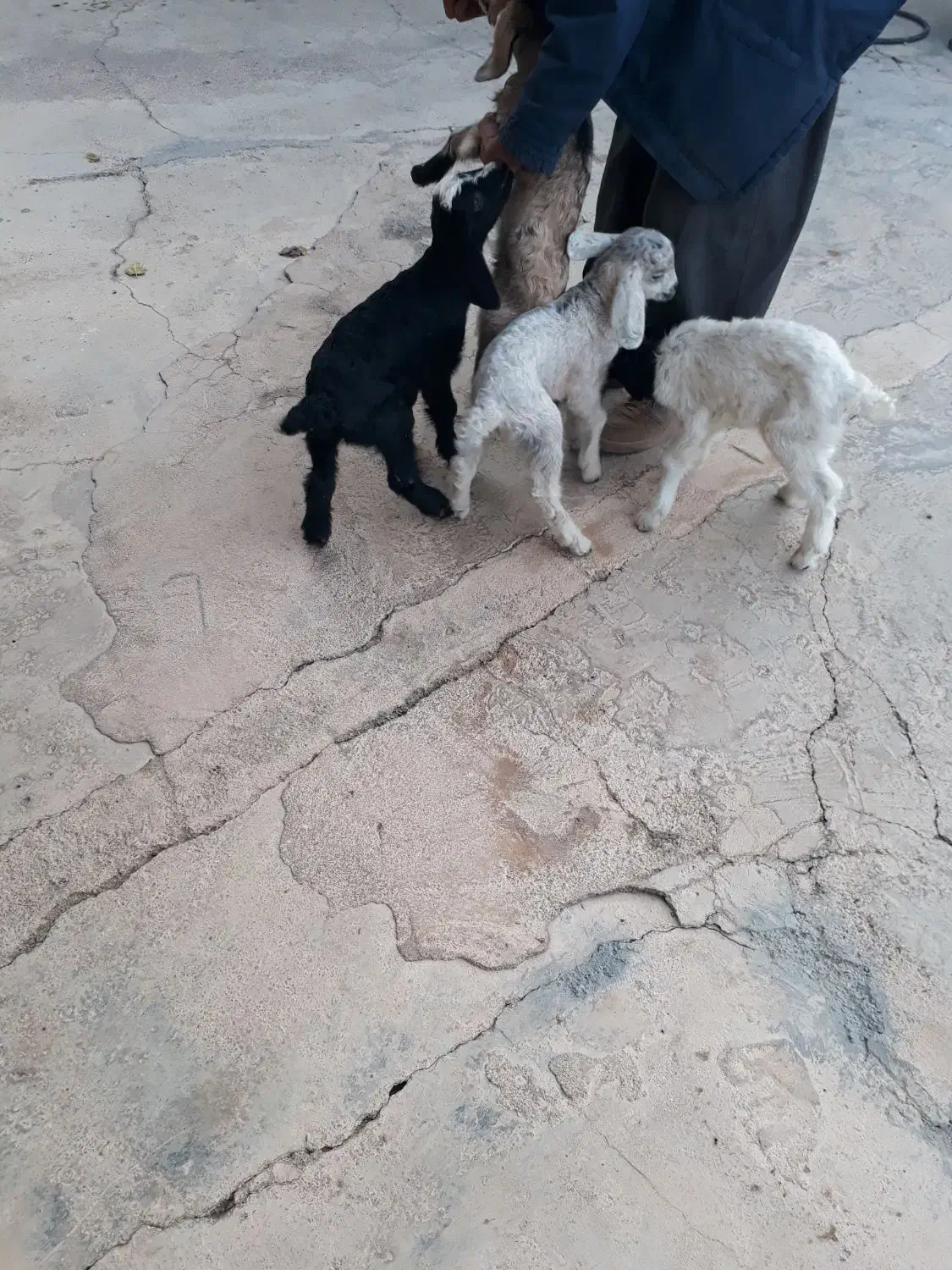 بزغاله|حیوانات مزرعه|هندمینی, |دیوار