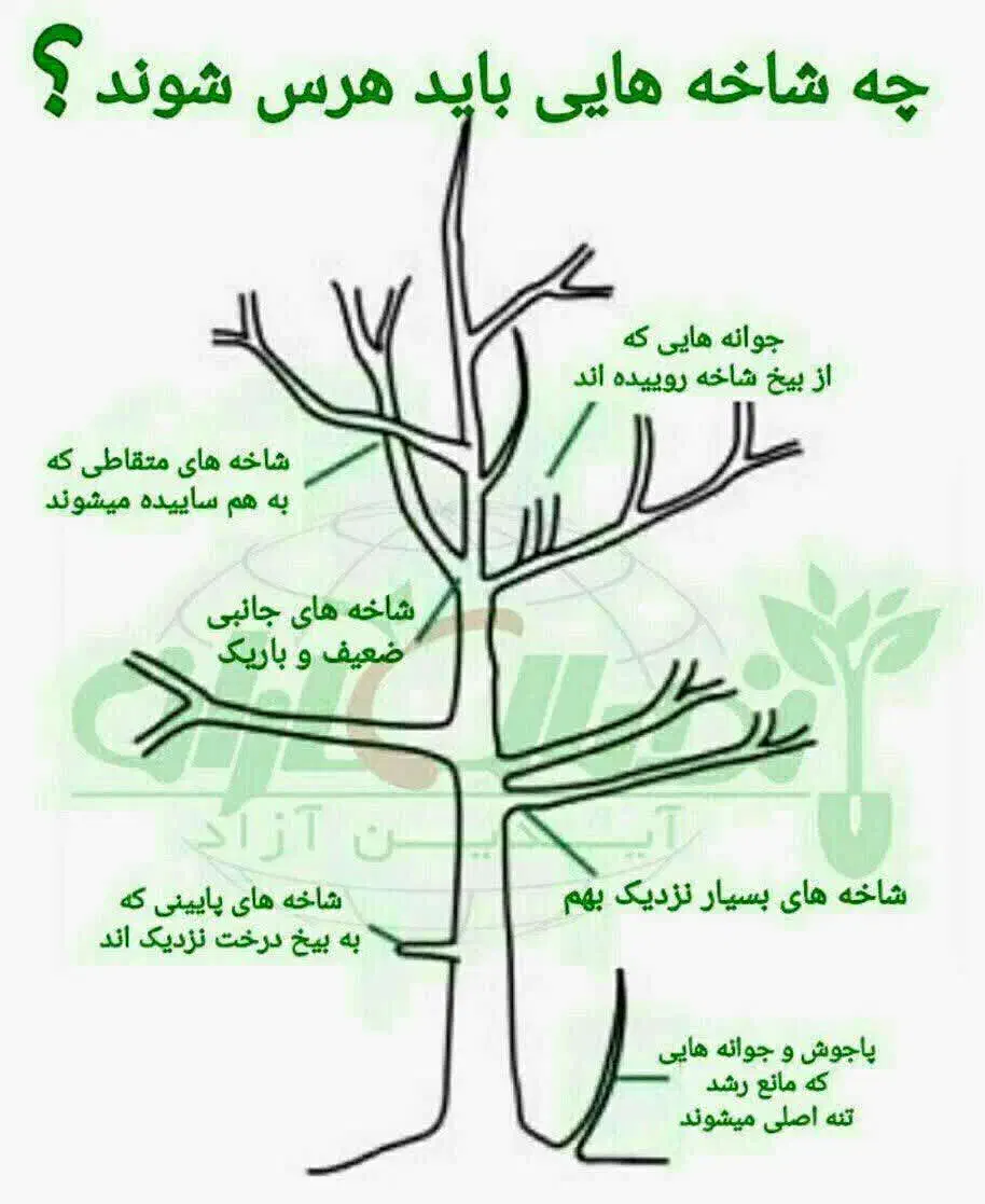 باغبانی ودرختکاری|خدمات باغبانی و درختکاری|خمین, |دیوار