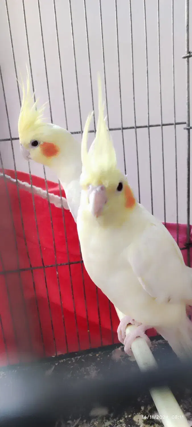 جفت عروس هلندی لوتینو کینگ|پرنده|خواف, |دیوار