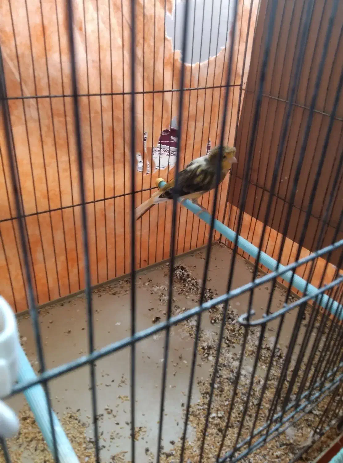 قناری ابلق کاکلی|پرنده|فارسان, |دیوار