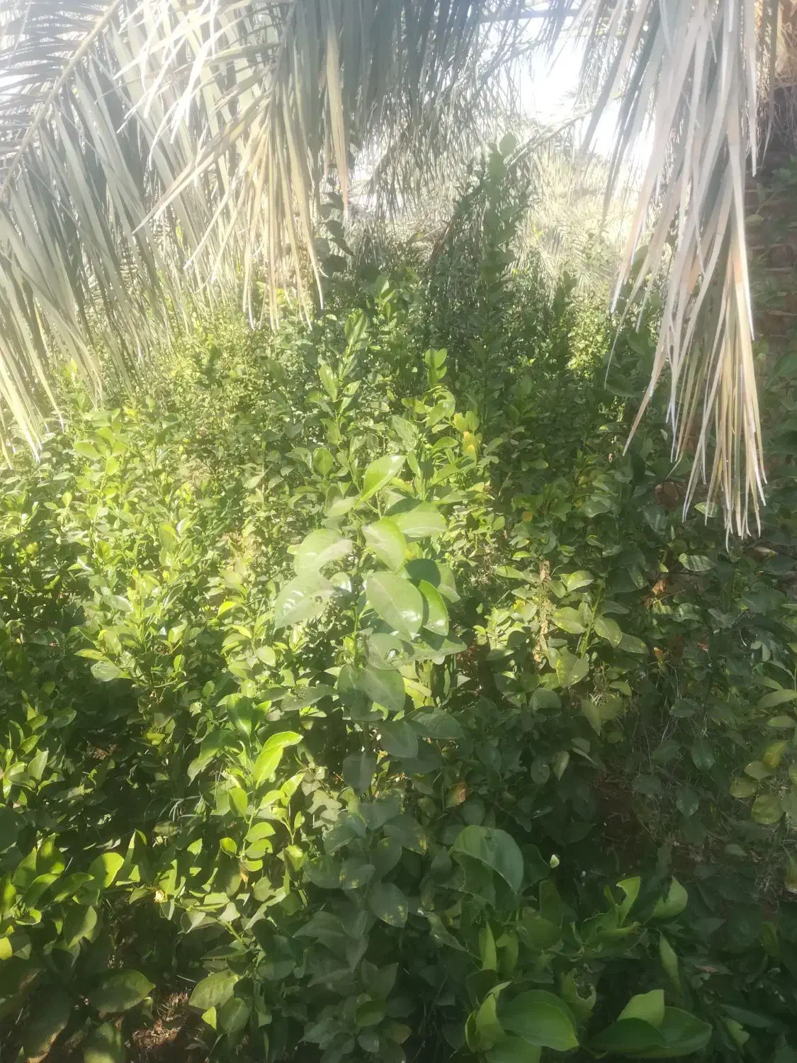 فروش نهال محلی تضمینی|خدمات باغبانی و درختکاری|نگین کویر, |دیوار