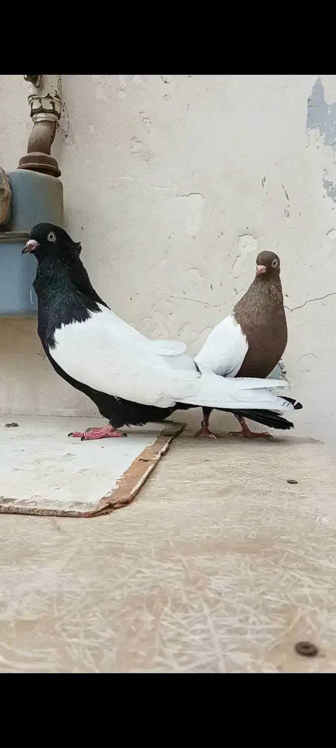 کبوتر دم سفیدوسینه ای.دم‌زرد|پرنده|باوی, |دیوار