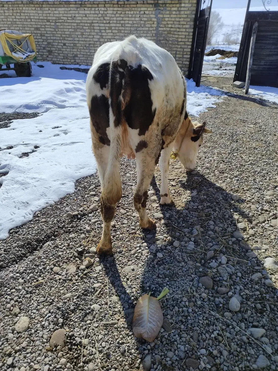 گاو|حیوانات مزرعه|نظر کهریزی, |دیوار