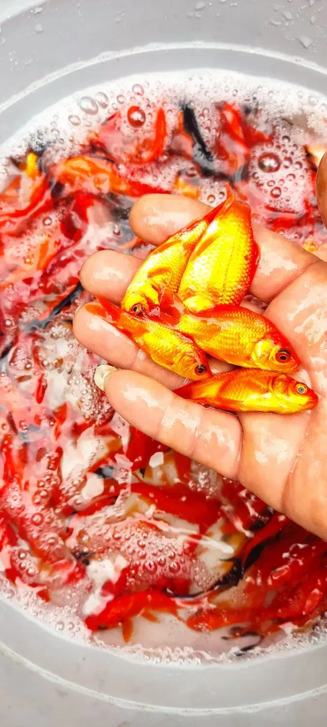 ماهی قرمز|ماهی|چالوس, |دیوار