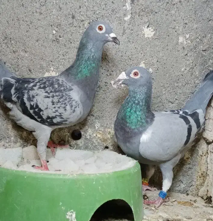 کبوترمسافتی|پرنده|مشهد, مهدی آباد|دیوار