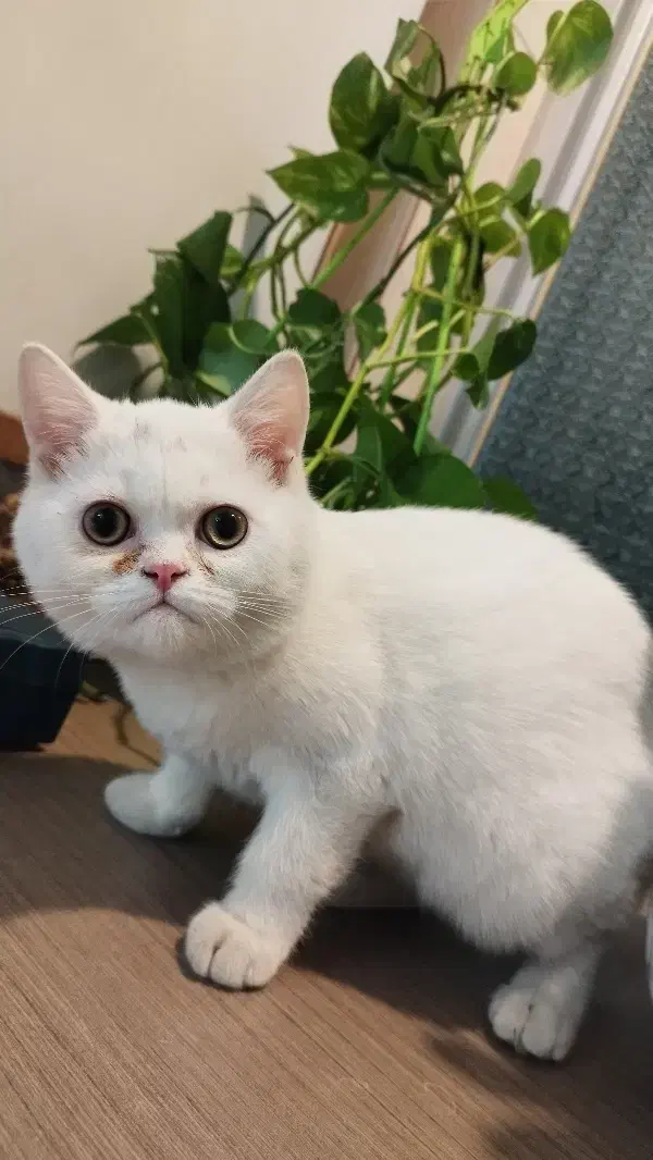 پیشی بریتیش نر سه ماهه و انگل تراپی شده|گربه|تهران, شهید اسدی|دیوار