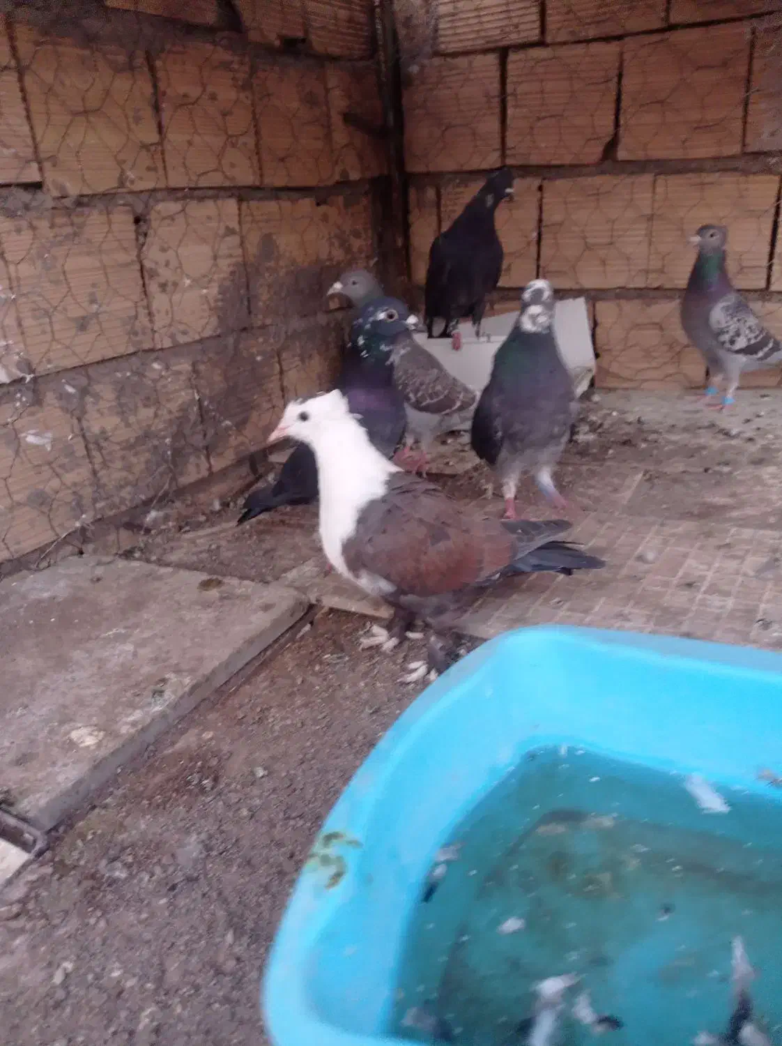 کله سفید|پرنده|فردوس (خراسان), |دیوار