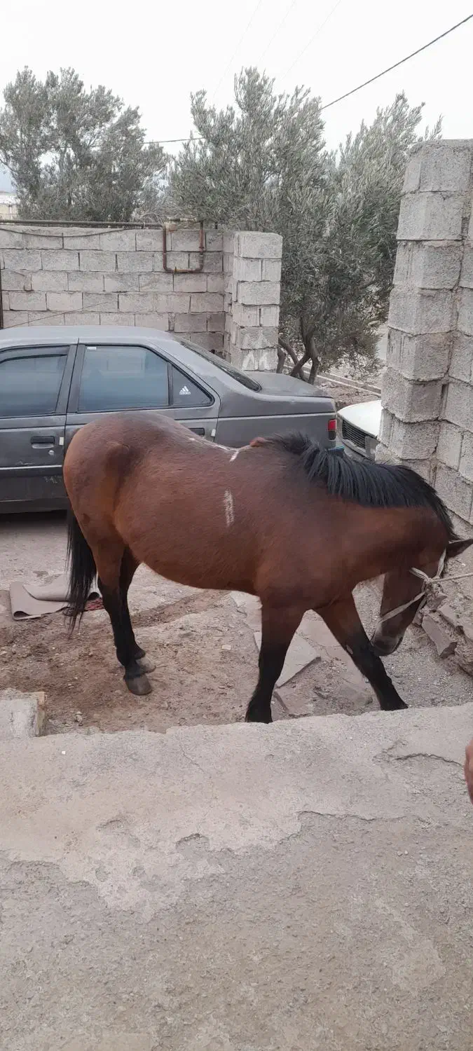 اسب نریان اهلی|اسب و تجهیزات اسبسواری|قزوین, |دیوار